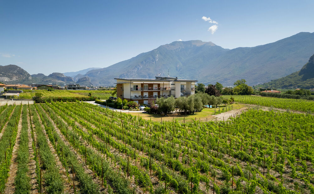 Room overlooking our vineyard