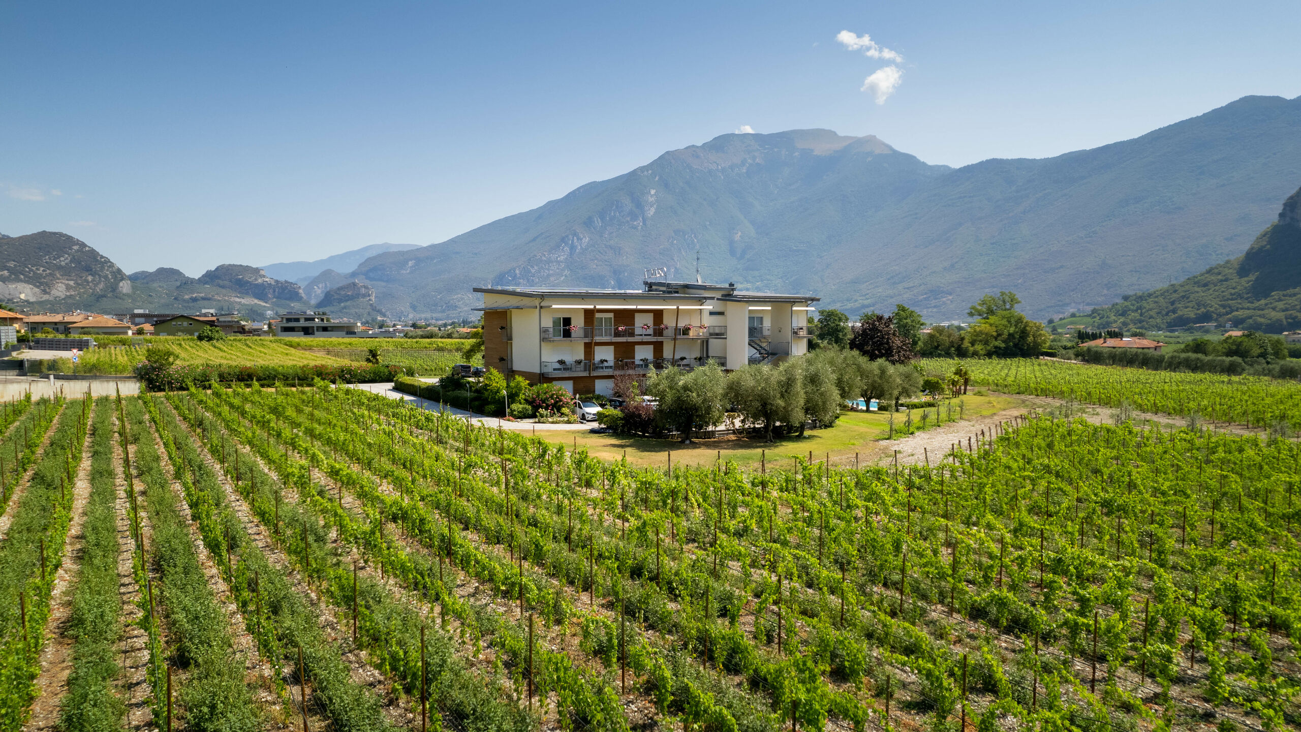 Room overlooking our vineyard - Room overlooking our vineyard