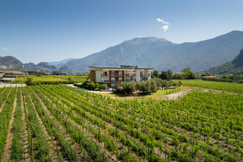 Room overlooking our vineyard - Room overlooking our vineyard